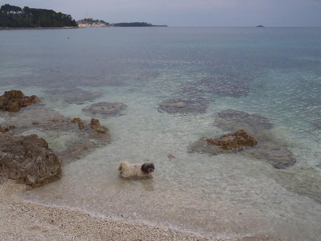 Apartments Mirta Rovinj Zewnętrze zdjęcie